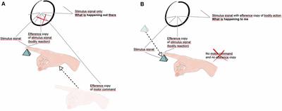 The Efference Copy Signal as a Key Mechanism for Consciousness